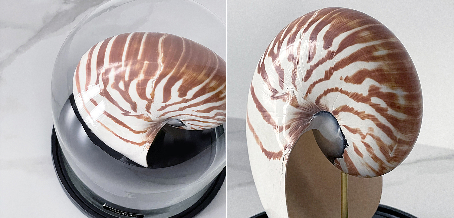 Статуэтка Nautilus Pompilius Glass Cloche Статуэтка Nautilus Pompilius Glass Cloche - Loft-Concept в Орле