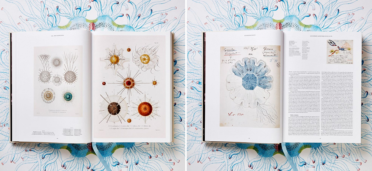 The Art and Science of Ernst Haeckel XXL The Art and Science of Ernst Haeckel XXL - Loft-Concept в Орле
