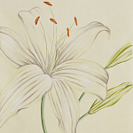 Обои ручная роспись Lilium Special Colourway on Ivory dyed silk варинант исполнения - 1 | Loft Concept в Орле