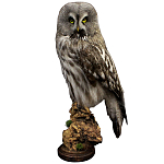 Чучело Совы таксидермия варинант исполнения - 1 | Loft Concept в Орле