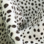 Мебельная ткань Искусственный мех  белый леопард 90 см T5-3 варинант исполнения - 1 | Loft Concept в Орле