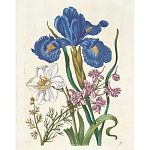 Книга цветов 22 постера Maria Sibylla Merian: 22 Pull-Out Posters варинант исполнения - 6 | Loft Concept в Орле