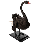 Настоящее чучело черного лебедя Black Swan варинант исполнения - 5 | Loft Concept в Орле