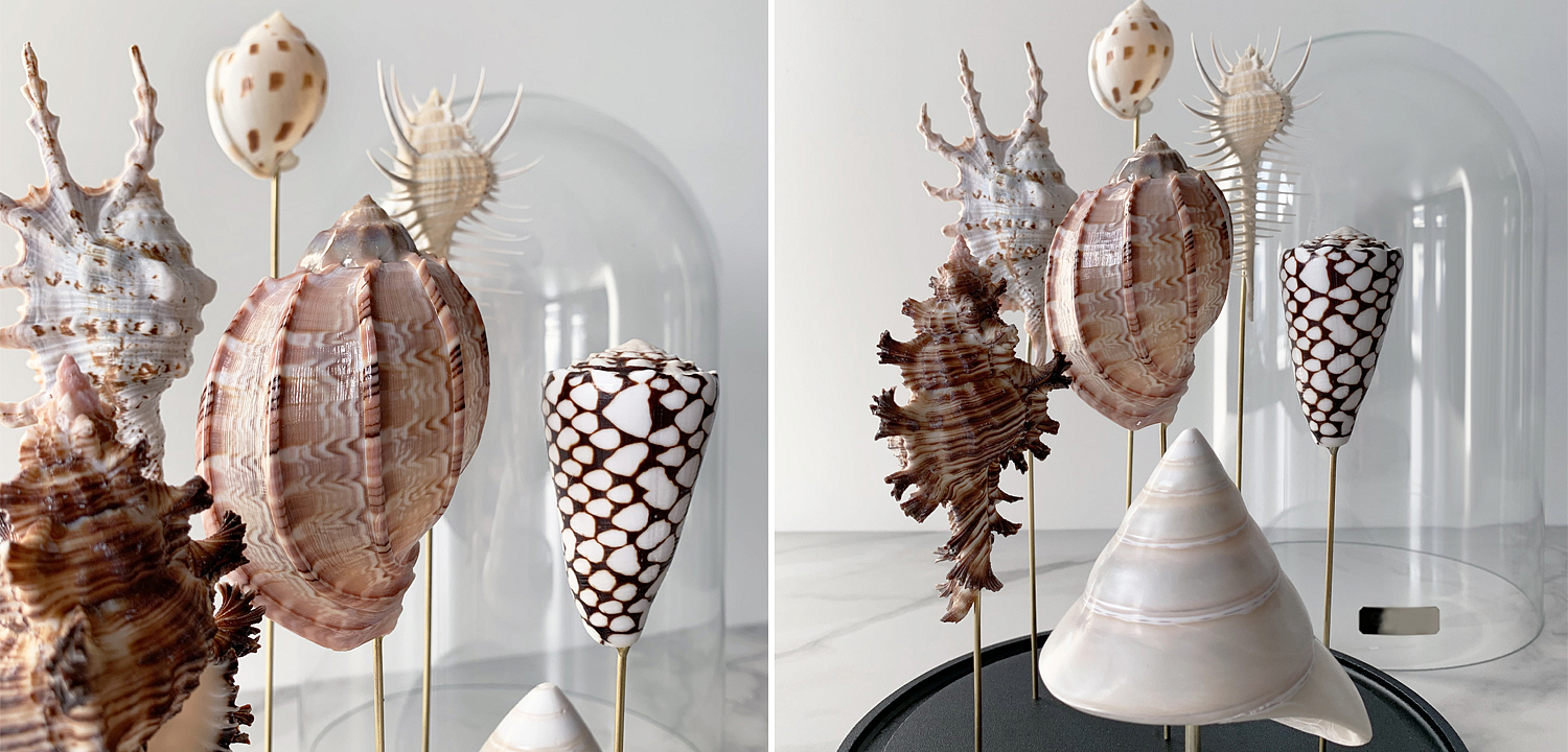 Статуэтка Shell Collection Glass Cloche 2 Статуэтка Shell Collection Glass Cloche 2 - Loft-Concept в Орле