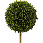 Декоративный искусственное растение Boxwood One варинант исполнения - 2 | Loft Concept в Орле