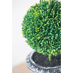 Декоративный искусственное растение Double boxwood варинант исполнения - 6 | Loft Concept в Орле