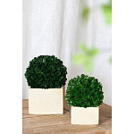 Декоративный искусственное растение Square boxwood варинант исполнения - 4 | Loft Concept в Орле