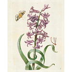 Книга цветов 22 постера Maria Sibylla Merian: 22 Pull-Out Posters варинант исполнения - 2 | Loft Concept в Орле