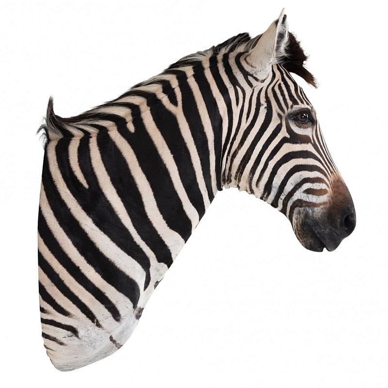 Голова зебры Burchellii Чучело таксидермия ZEBRA SHM RIGHT Черно-белый Голова зебры Burchellii Чучело таксидермия ZEBRA SHM RIGHT Черно-белый в Орле | Loft Concept