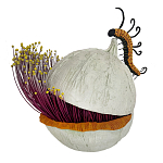 Статуэтка фантастический фрукт Exotic Tropical Fruit orange and white 67 варинант исполнения - 4 | Loft Concept в Орле