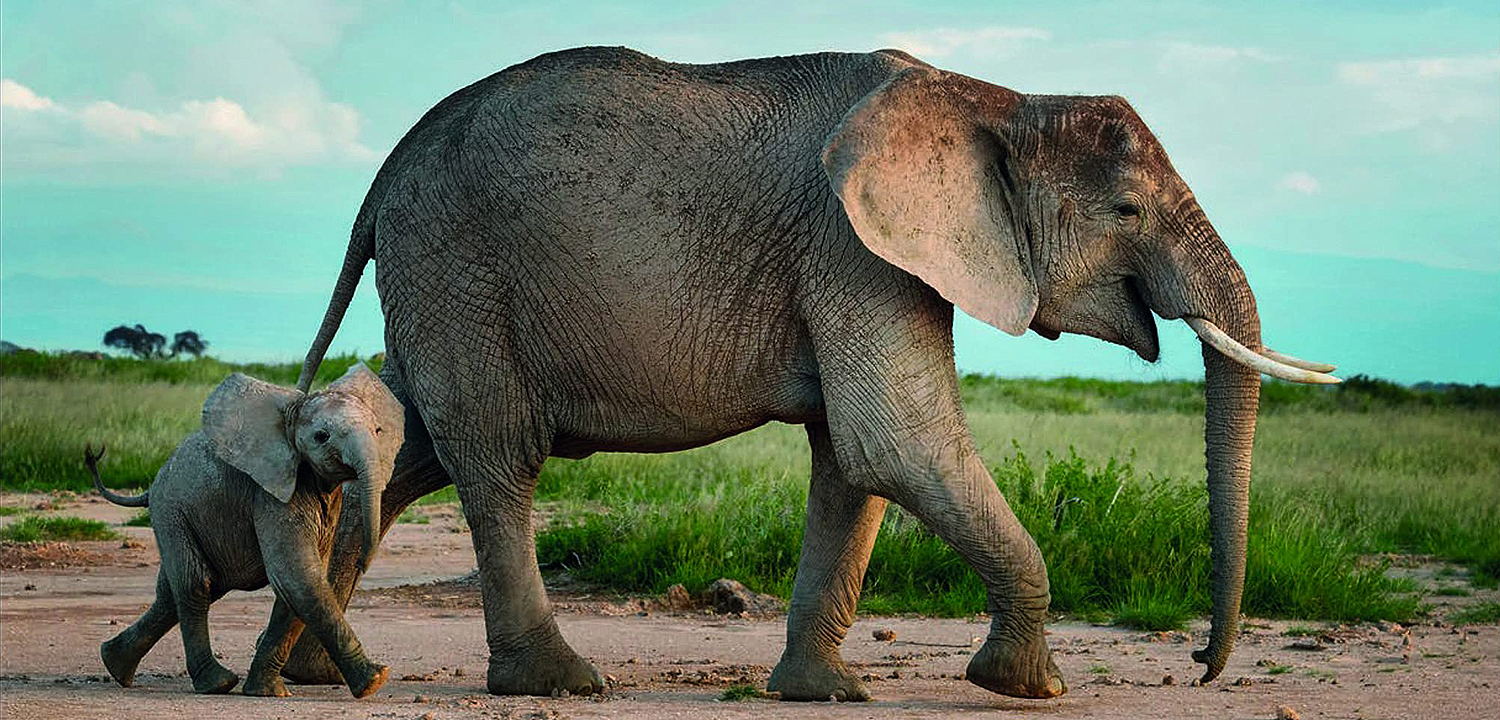 Книга Terrible Beauty: Elephant - Human - Ivory Книга Terrible Beauty: Elephant - Human - Ivory - Loft-Concept в Орле