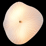 Бра в форме лепестка с рельефной текстурой FLOW варинант исполнения - 1 | Loft Concept в Орле