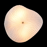 Бра в форме лепестка с рельефной текстурой FLOW варинант исполнения - 3 | Loft Concept в Орле