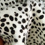 Мебельная ткань Искусственный мех  белый леопард 90 см T5-3 варинант исполнения - 3 | Loft Concept в Орле