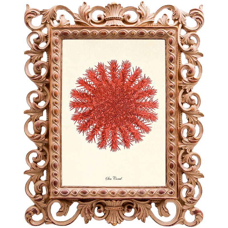Постер Red Sea Urchin Бежевый Красный Постер Red Sea Urchin Бежевый Красный в Орле | Loft Concept