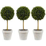 Декоративный искусственное растение Boxwood One варинант исполнения - 1 | Loft Concept в Орле