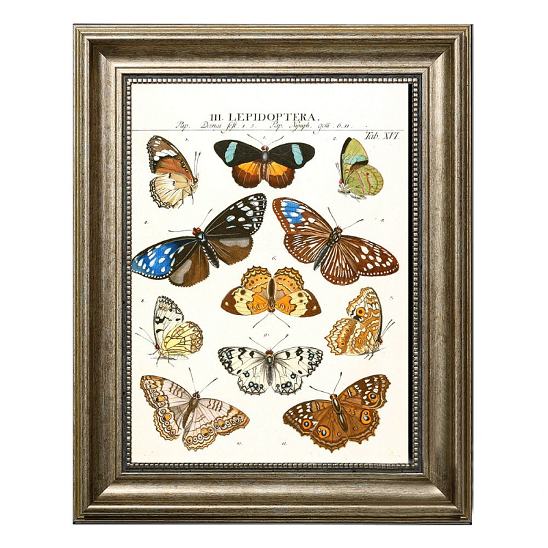 Постер Butterfly Collection Постер Butterfly Collection в Орле | Loft Concept