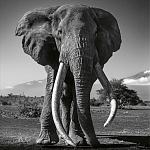 Книга Beusker. Look into my Eyes варинант исполнения - 5 | Loft Concept в Орле