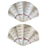 Фигурка из фарфора в виде одной створки ракушки Marine Tridacna варинант исполнения - 2 | Loft Concept в Орле